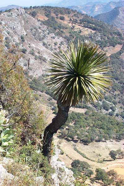 bear grass, NOLINA PARVIFLORA