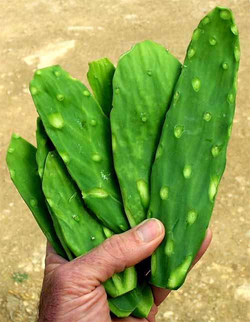 nopal cactus pads,  OPUNTIA FICUS-INDICA