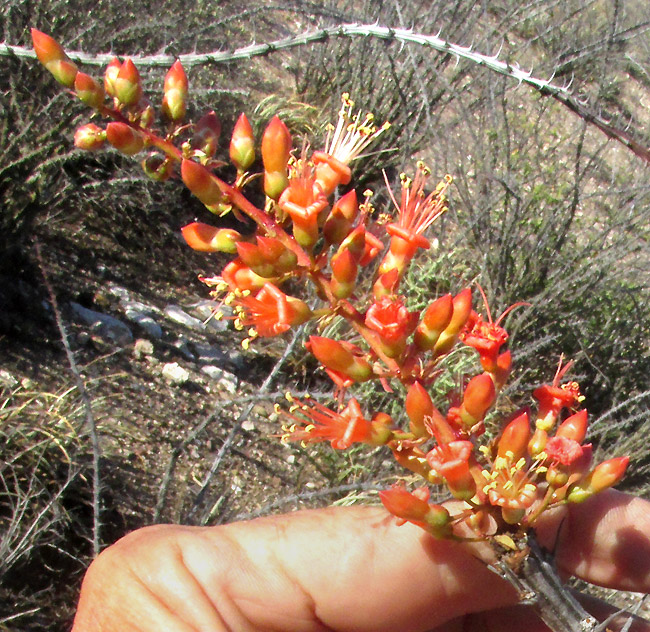 Ocotillo, FOUQUIERIA SPLENDENS, flowering panicle