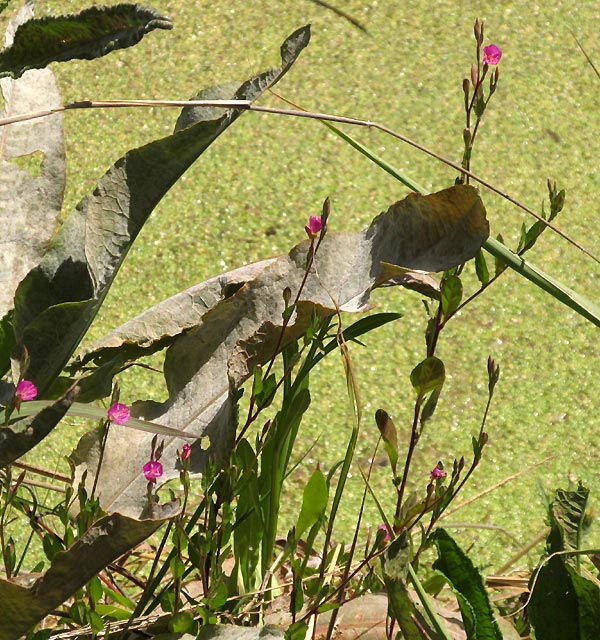 Rose Evening Primrose, OENOTHERA ROSEA, habitat