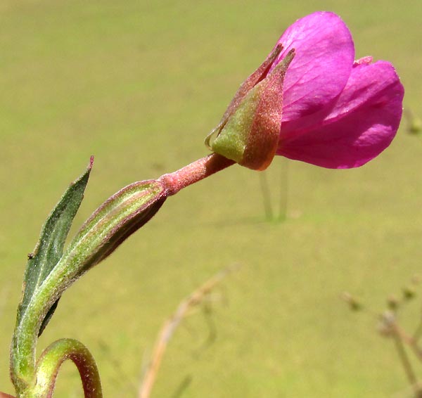 Rose Evening Primrose, OENOTHERA ROSEA, flower side view