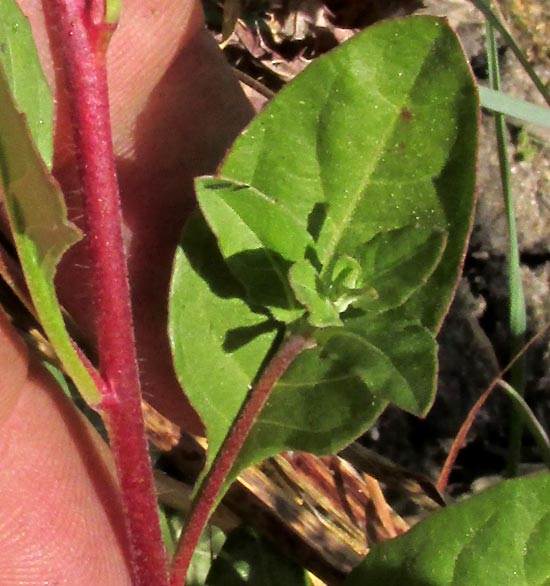 Rose Evening Primrose, OENOTHERA ROSEA, stem and leaves