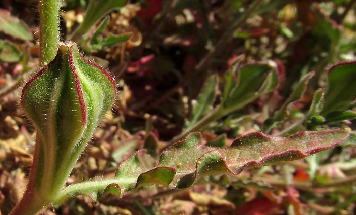 Fourwing Evening Primrose, OENOTHERA TETRAPTERA, flower from above