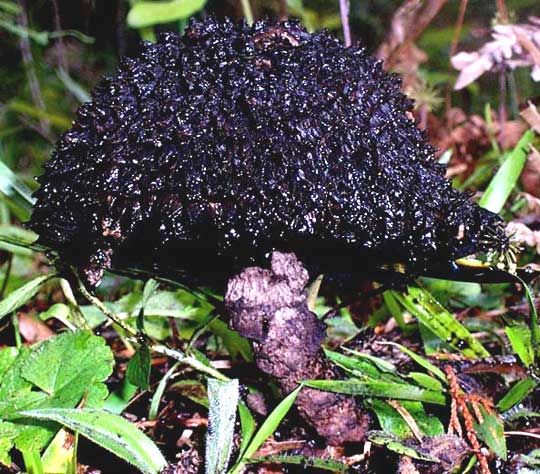 Old Man of The Woods, STROBILOMYCES cf. CONFUSUS