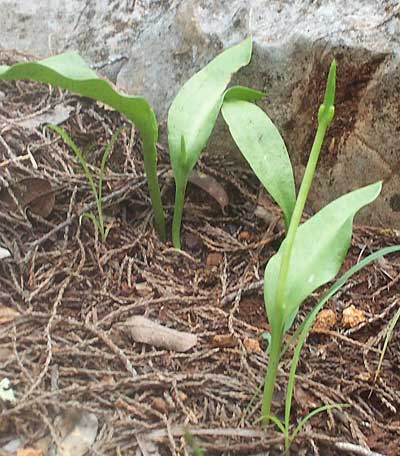 Limestone Adder's-tongues, OPHIOGLOSSUM cf ENGELMANNII