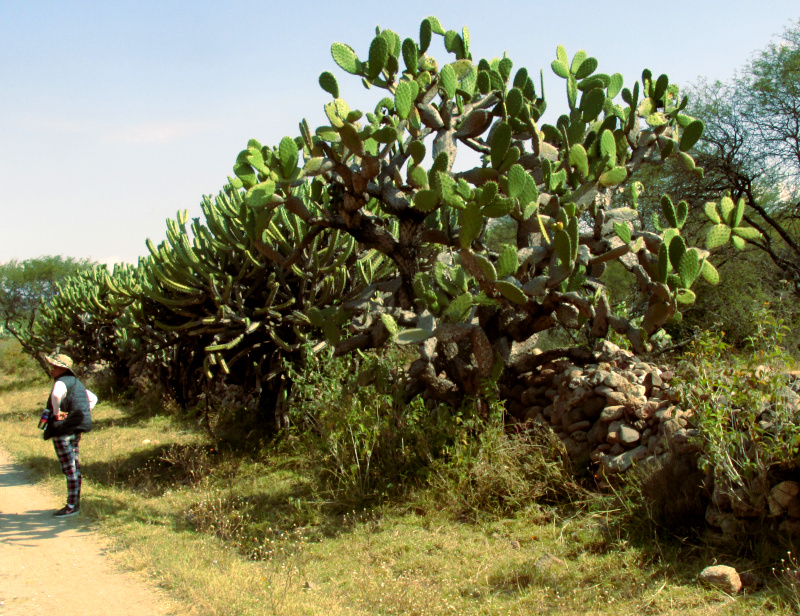 Opuntia tomentosa, habitat