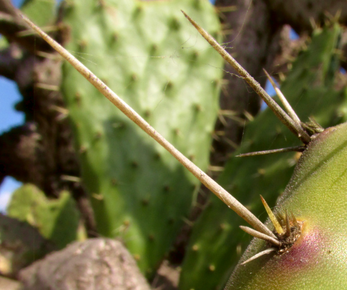 Opuntia tomentosa, spines