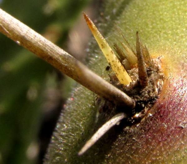 Opuntia tomentosa, glochids