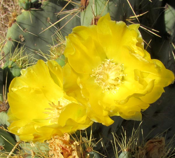 Opuntia engelmannii var. cuija, flowers