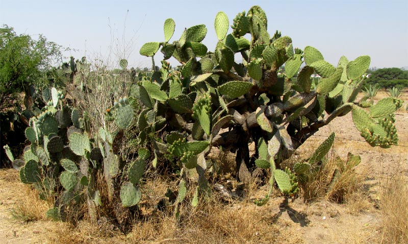 Opuntia engelmannii var. cuija, on left, compared to Opuntia streptacantha on the right
