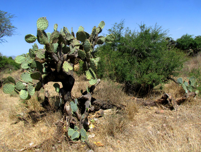 Opuntia engelmannii var. cuija, showing trunk