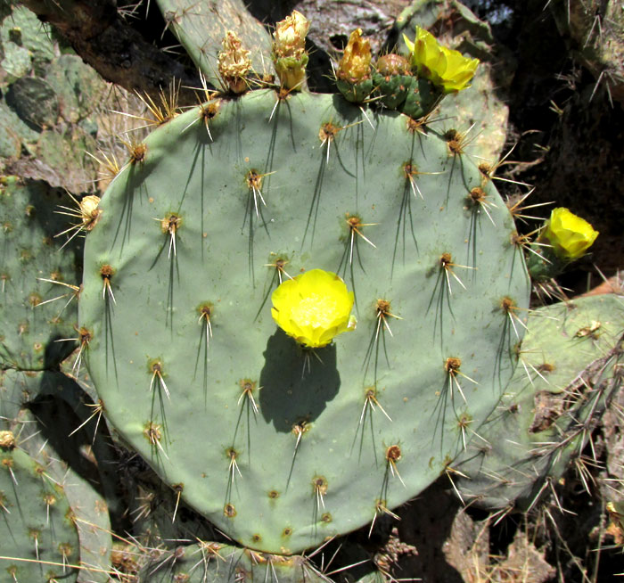 Opuntia engelmannii var. cuija, flower in center of pad