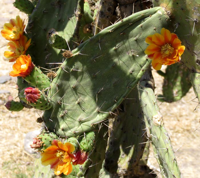 Velvet Pricklypear, OPUNTIA TOMENTOSA, stem segments & flowers