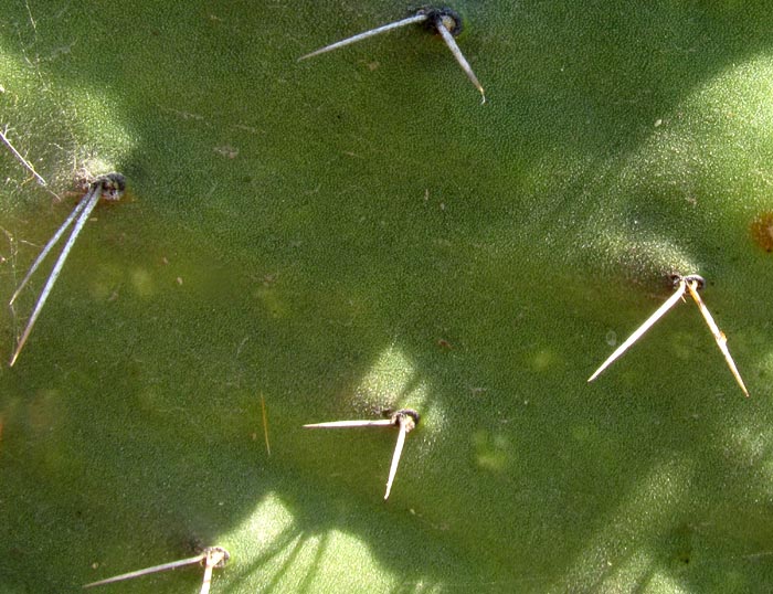 Velvet Pricklypear, OPUNTIA TOMENTOSA, spines