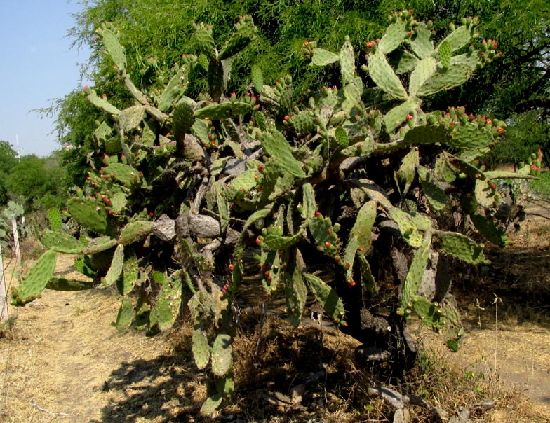 Velvet Pricklypear, OPUNTIA TOMENTOSA, form