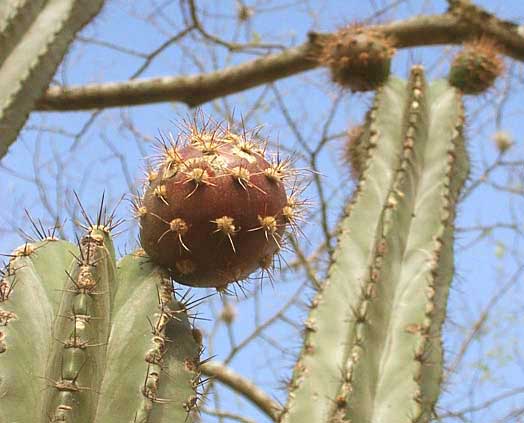 STENOCEREUS HUASTECORUM, fruit on stem