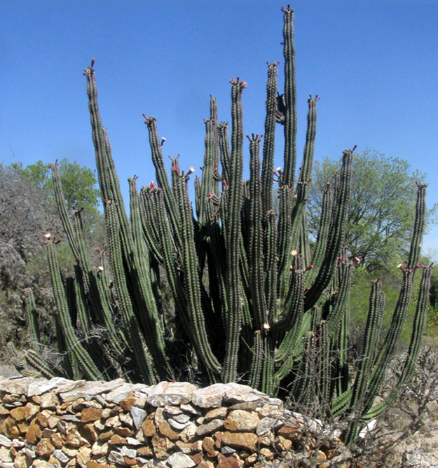 STENOCEREUS HUASTECORUM, flowering large plant