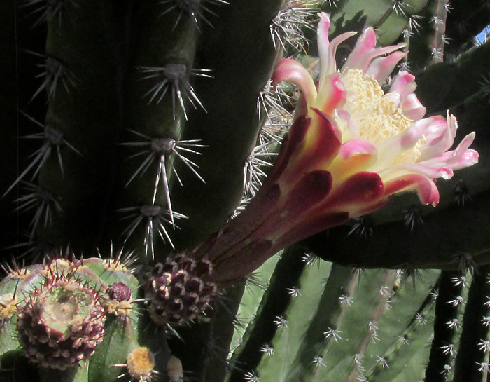 STENOCEREUS HUASTECORUM, flower and developing fruit