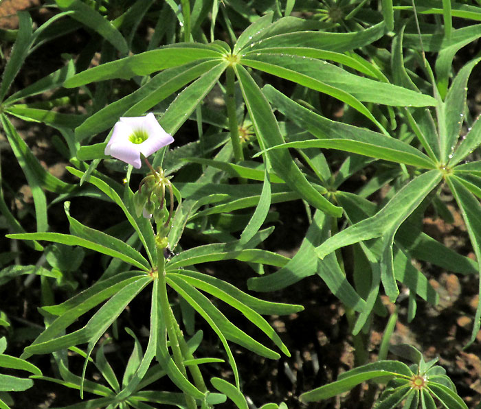 Tenleaf Woodsorrel, OXALIS DECAPHYLLA, form