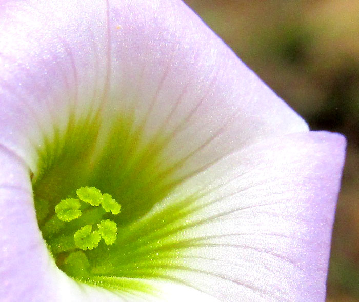 Tenleaf Woodsorrel, OXALIS DECAPHYLLA, stamens