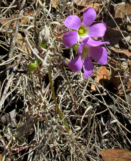 OXALIS HERNANDESII, flowers emerging