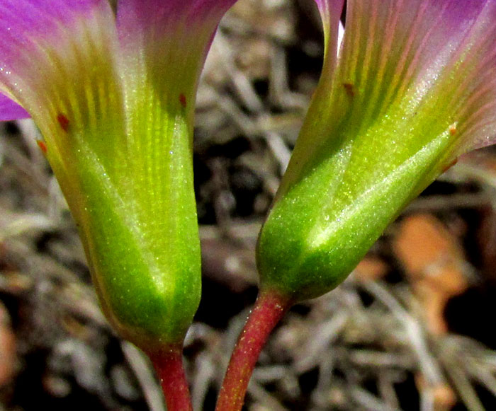 OXALIS HERNANDESII, calyx