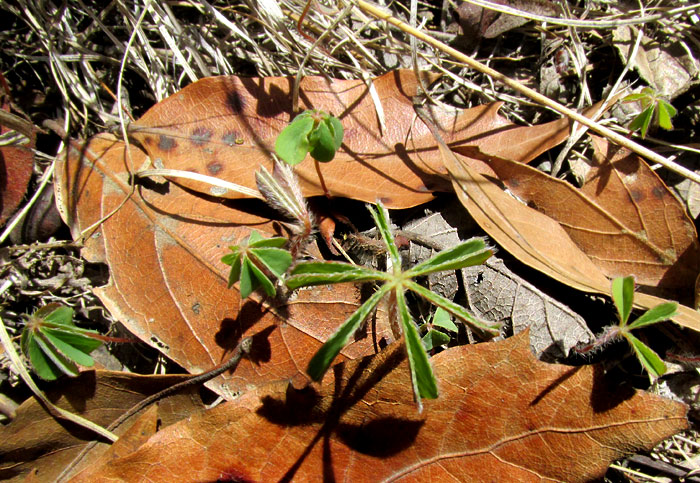 OXALIS HERNANDESII, immature leaves emerging