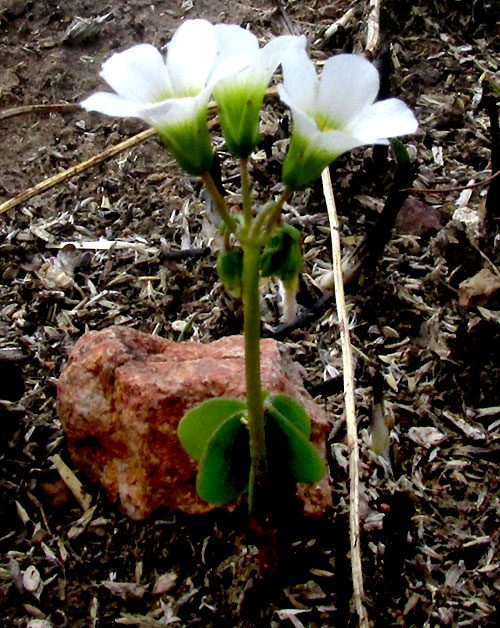 Broad-leaf Wood-sorrel, OXALIS LATIFOLIA