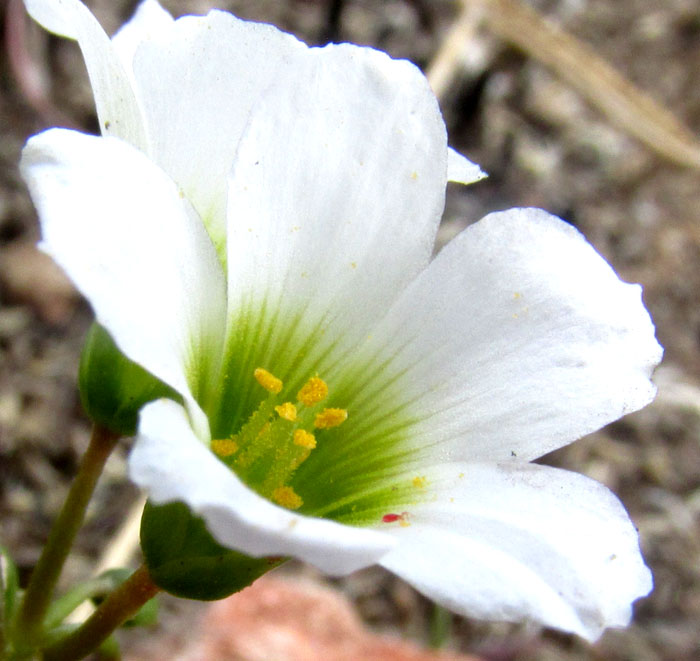 Broad-leaf Wood-sorrel, OXALIS LATIFOLIA, flower