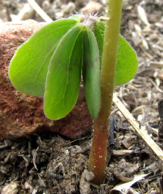 Broad-leaf Wood-sorrel, OXALIS LATIFOLIA, folded first leaf