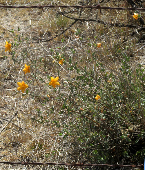 MENTZELIA HISPIDA, habitat