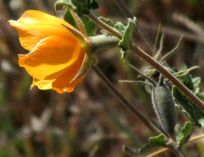 MENTZELIA HISPIDA, flower side view