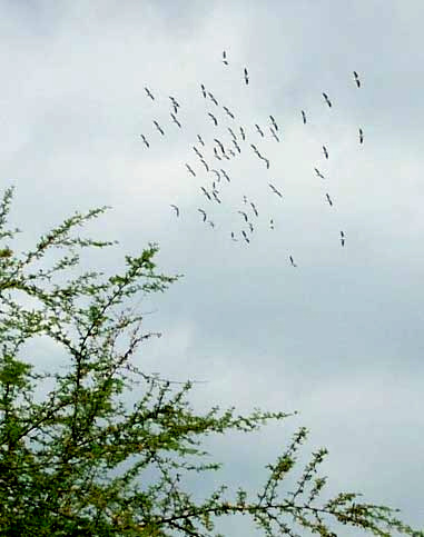 migrating White Pelicans