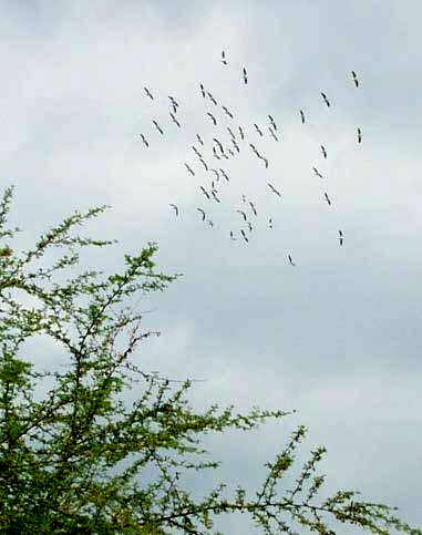 MIGRATING WHITE PELICANS, March 24, 2007, over Querétaro, central Mexico