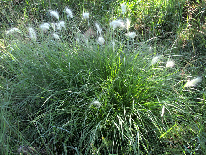 Feathertop, CENCHURUS LONGISETUS, in habitat