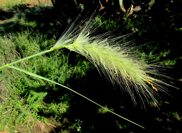 Feathertop, CENCHURUS LONGISETUS, inflorescence