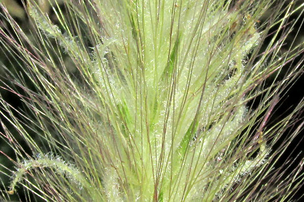 Feathertop, CENCHURUS LONGISETUS, stimgas close-up