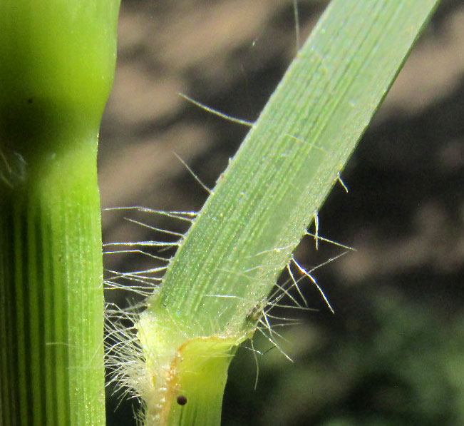 Feathertop, CENCHURUS LONGISETUS, ligule