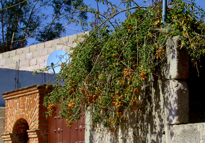 Blade-Apple Cactus, PERESKIA ACULEATA, bush