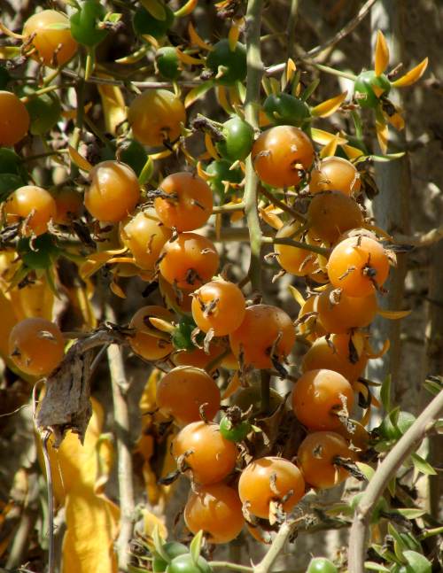 Blade-Apple Cactus, PERESKIA ACULEATA, mature fruits