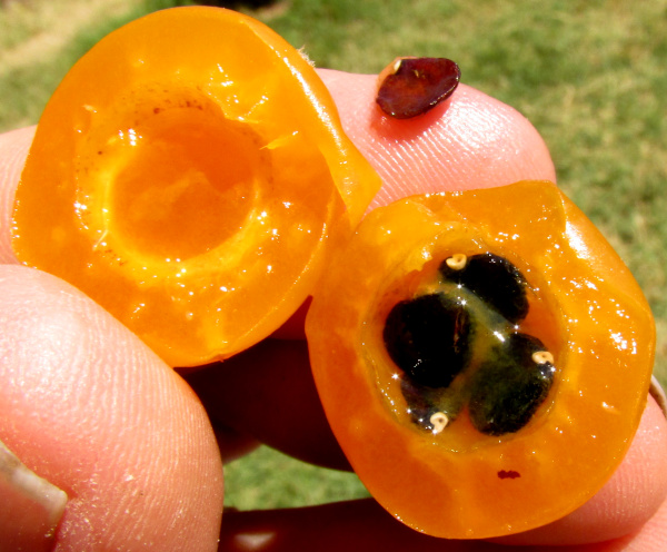 Blade-Apple Cactus, PERESKIA ACULEATA, cut-open fruit showing seeds