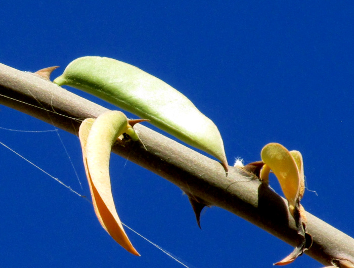 Blade-Apple Cactus, PERESKIA ACULEATA; drying leaves, spines and glochids