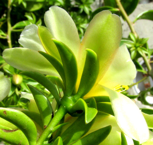 Blade-Apple Cactus, PERESKIA ACULEATA; flower from back showing tepals