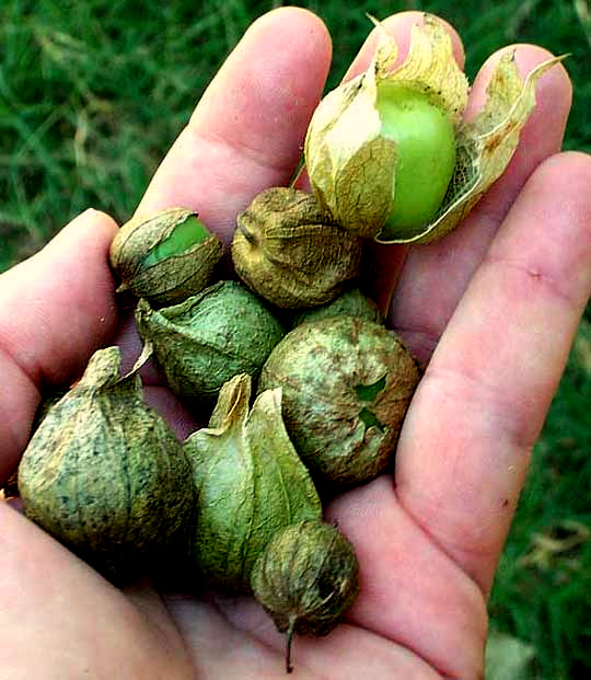 Husk Tomatoes or Tomatillos, PHYSALIS IXOCARPA