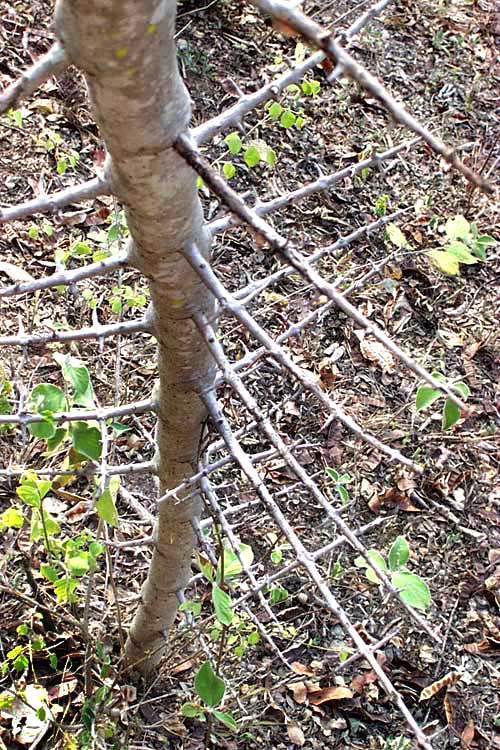 PISONIA ACULEATA, Pull-back-and-hold