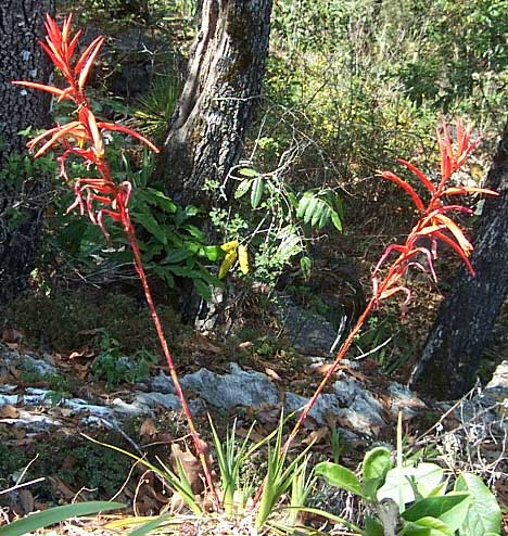 PITCAIRNIA RINGENS, flowering in habitat