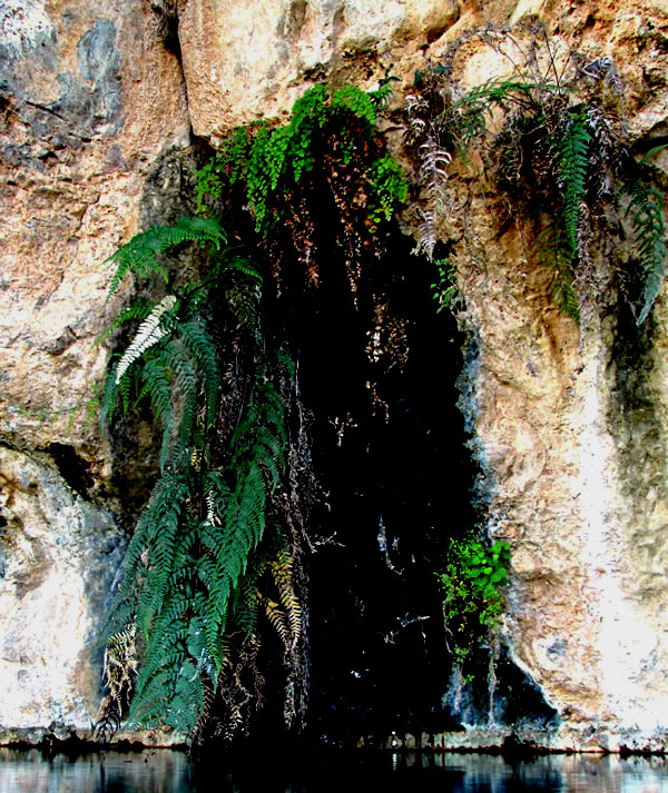 Silverback Fern, PITYROGRAMMA CALOMELANOS, habitat