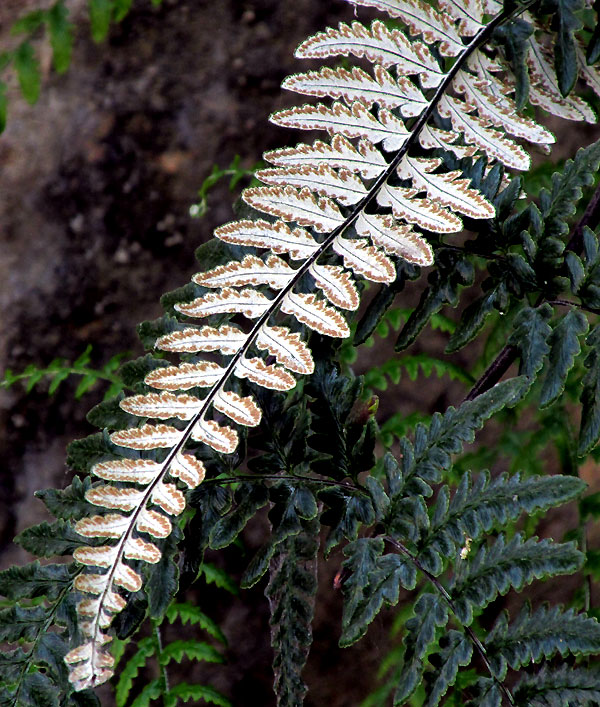 Silverback Fern, PITYROGRAMMA CALOMELANOS, frond underside showing sori