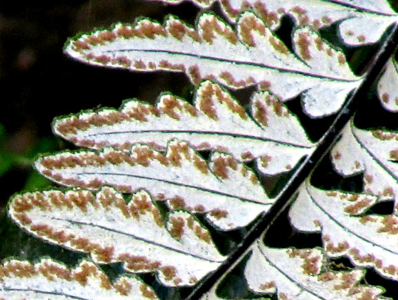 Silverback Fern, PITYROGRAMMA CALOMELANOS, sori