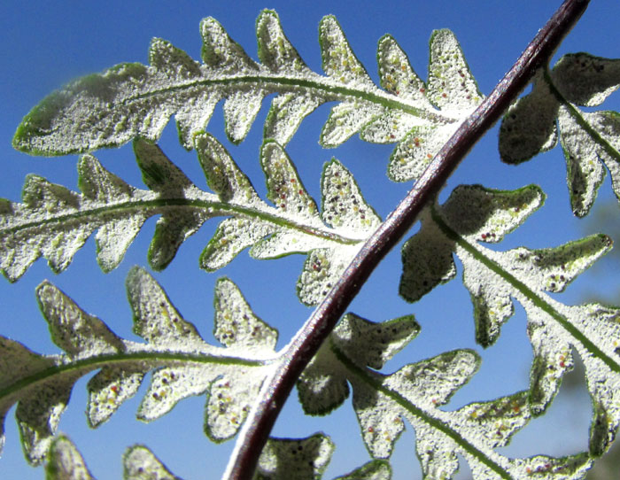 Silverback Fern, PITYROGRAMMA CALOMELANOS, frond undersurface